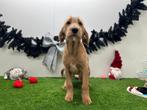 Labradoodle pupberpups, Dieren en Toebehoren, Honden | Niet-rashonden, België, 8 tot 15 weken, CDV (hondenziekte), Groot