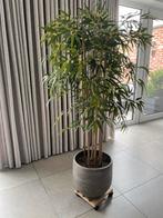 Hoge kunstplant + plantentrolly + bloempot, Tuin en Terras, Planten | Bomen, Ophalen