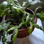 Kerstcactus in sierpot geeft fel roze bloemen, Huis en Inrichting, Kamerplanten, Ophalen of Verzenden