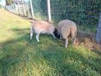 2 jonge ooi, April, Vrouwelijk