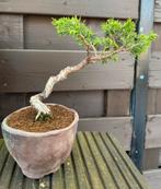 Jeneverbes bonsai - Shohin jeneverbes, Tuin en Terras, Bloeit niet, Overige soorten, Minder dan 100 cm, Ophalen