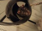 Tamme rat over te nemen incl. kooi - zie omschrijving!, Rat, Mannelijk, Januari, Tam