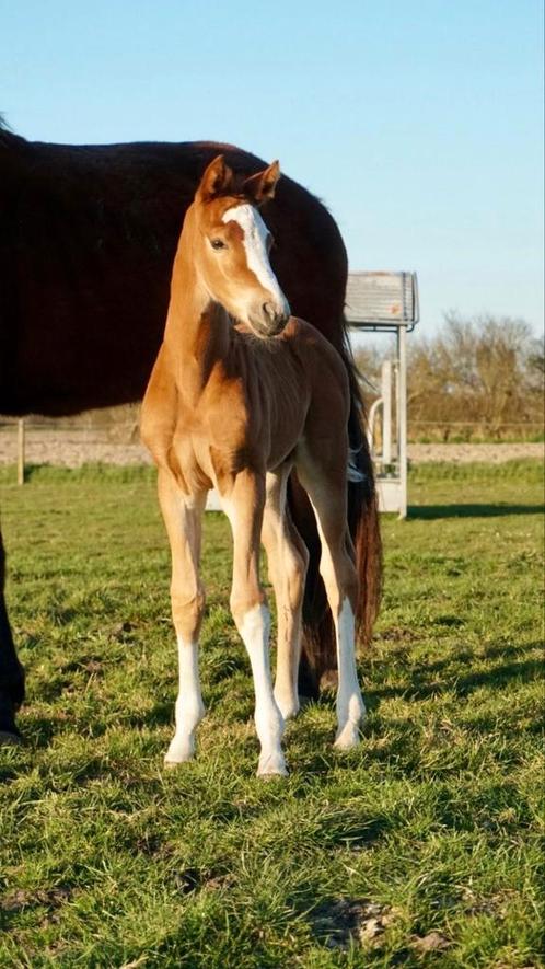 Hengsten veulen springpaard, Dieren en Toebehoren, Paarden, Hengst, 0 tot 2 jaar, Springpaard, Met stamboom, Ontwormd, Ingeënt