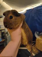 Super mooie cavias zeugjes en beertjes, Dieren en Toebehoren, Cavia, Augustus, Meerdere dieren, Tam