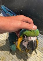 ️️️️️️️️❤️️️️️️️️ Tamme baby blauwgele ara, Geslacht onbekend, Papegaai, Pratend