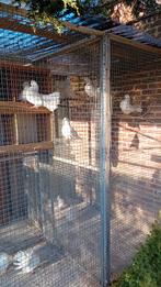 WITTE PAUWSTAARTEN. !!!, Animaux & Accessoires, Oiseaux | Pigeons, Autres espèces