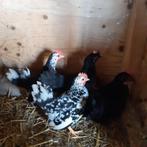 Krielhaantjes te koop, Dieren en Toebehoren, Pluimvee