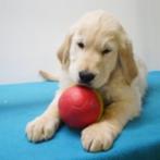 Golden Retriever pups te koop (belgisch), CDV (hondenziekte), Meerdere, Golden retriever, 8 tot 15 weken