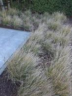 siergras gratis, Tuin en Terras, Ophalen, Vaste plant, Siergrassen, Volle zon