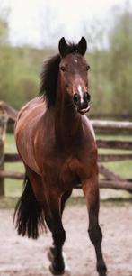 Halve stal gezocht, Merrie