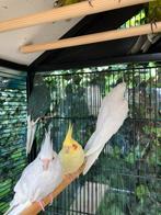 HALF TAMME WITTE EN GELE VALKPARKIETEN NU 50 EURO !, Dieren en Toebehoren, Vogels | Parkieten en Papegaaien, Meerdere dieren, Parkiet