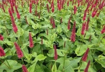 Persicaria  beschikbaar voor biedingen