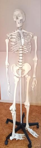 Skelet, Divers, Fournitures scolaires, Enlèvement