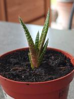 Altesse Royale Haworthia, Enlèvement ou Envoi