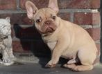 Franse Bulldog pups, klaar voor vertrek! 9 weken, België, Fokker | Hobbymatig, CDV (hondenziekte), 8 tot 15 weken
