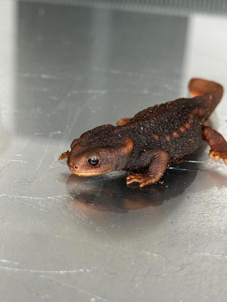 Tylototriton shanorum — mannelijk, Dieren en Toebehoren, Reptielen en Amfibieën, Amfibie, 0 tot 2 jaar