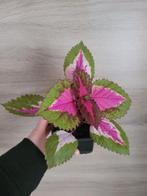 siernetel/common coleus, Enlèvement