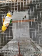 Zwartkop caique kweekman, Dieren en Toebehoren