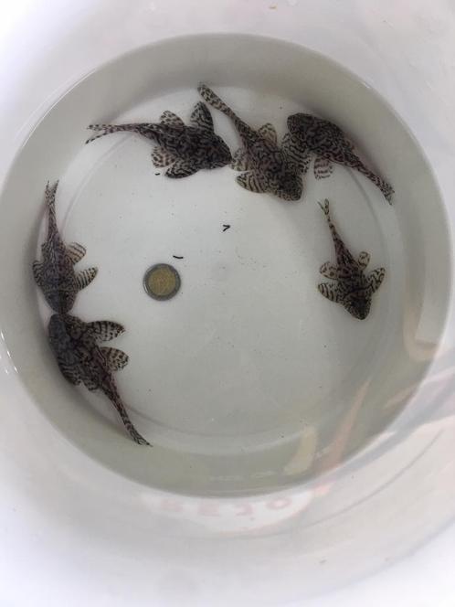 Kweekgroep L236SW hypancistrus van 6 stuks, Dieren en Toebehoren, Vissen | Aquariumvissen
