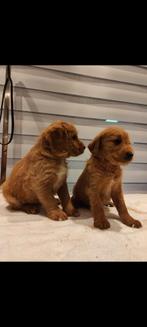 Labradoodle abrikoos medium, Dieren en Toebehoren, Honden | Retrievers, Spaniëls en Waterhonden, België, Fokker | Hobbymatig, Overige rassen