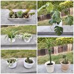Plantes d’intérieur en pot/monstera/euphorbe/haworthia....., Huis en Inrichting, Kamerplanten, Ophalen of Verzenden, In pot