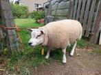 Texel ramlam, Dieren en Toebehoren