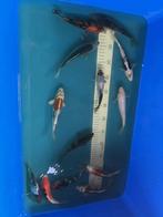 Japanse koi van Kase, ruim 30 stuks, Karper of Koi