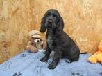 Engelse cocker puppy's, Parvo, België, 8 tot 15 weken, Meerdere
