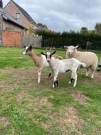 Mooie jaarling geitjes., Dieren en Toebehoren