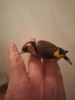 Chardonneret parva baguée 2.4mm, Animaux & Accessoires, Oiseaux | Oiseaux Autre, Mâle, Oiseau chanteur sauvage, Bagué