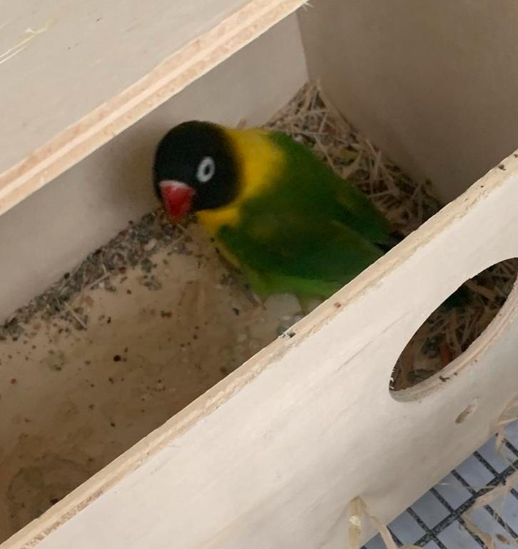 Dwergpapegaai, Dieren en Toebehoren, Vogels | Parkieten en Papegaaien, Tam