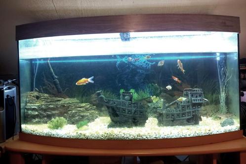 AQUARIUM REDTOGETHER Open gebogen (160L), Dieren en Toebehoren, Vissen | Aquaria en Toebehoren, Gebruikt, Gevuld zoetwateraquarium