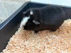 Cavia beertje., Dieren en Toebehoren, Knaagdieren, Cavia, Mannelijk, Tam, Oktober