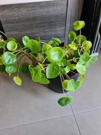 grote pilea pannenkoekenplant, Huis en Inrichting, Kamerplanten, Minder dan 100 cm, Ophalen of Verzenden, Halfschaduw, In pot