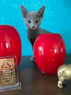 BLAUW  RUS  KITTENS met  STAMBOOM, Kater, Gechipt, 0 tot 2 jaar