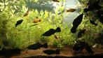 black Molly's, Dieren en Toebehoren, Vissen | Aquariumvissen, Vis, Zoetwatervis