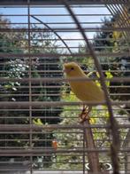 Canaris, Femelle, Canari de couleur