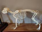 skelet franse bulldog, Ophalen