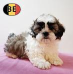 Shih Tzu - lieve pups te koop, Dieren en Toebehoren, België, CDV (hondenziekte), 8 tot 15 weken, Meerdere