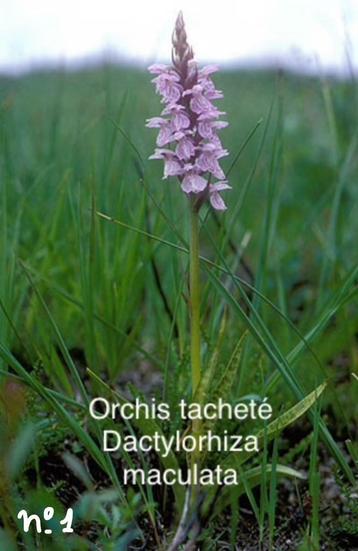 Orchidée de jardin disponible 