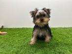 Yorkshire Terrier pups, Dieren en Toebehoren, Honden | Jack Russells en Terriërs, Yorkshire Terriër, België, 8 tot 15 weken, Parvo