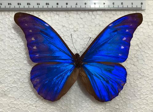 Morpho rhetenor, Venezuela, Verzamelen, Dierenverzamelingen, Ophalen of Verzenden