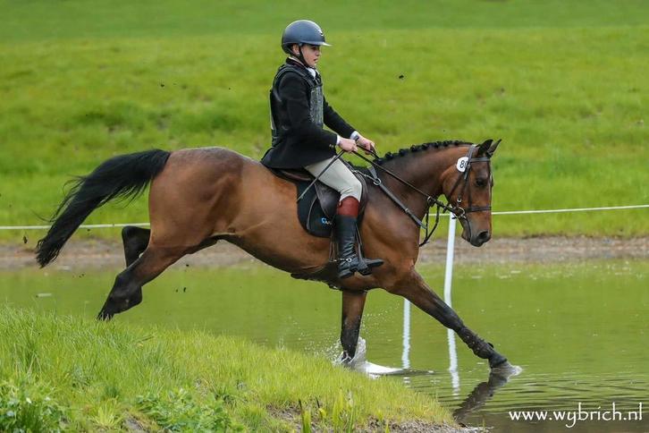 Sportruin te koop, Dieren en Toebehoren, Pony's, Ruin, Niet van toepassing, D pony (1.37m tot 1.48m), Springpony, 3 tot 6 jaar