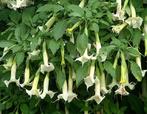 brugmansia s  wit, Ophalen