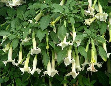 brugmansia s  wit beschikbaar voor biedingen