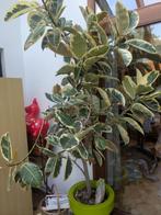 Plante Ficus elastica (caoutchouc), Huis en Inrichting, Kamerplanten, Ophalen, Ficus, In pot