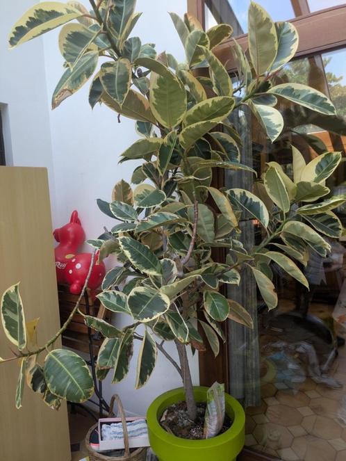 Plante Ficus elastica (caoutchouc), Huis en Inrichting, Kamerplanten, Ficus, In pot, Ophalen