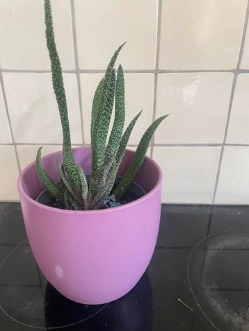 Gasteria carinata beschikbaar voor biedingen