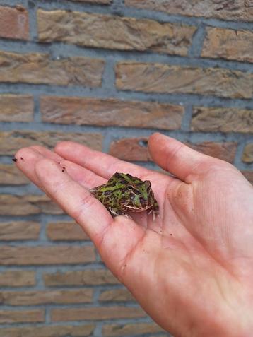 Jonge pacman kikkertjes beschikbaar, vele kleurtjes. beschikbaar voor biedingen