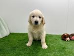 Golden Retriever pups, Golden retriever, België, 8 tot 15 weken, CDV (hondenziekte)